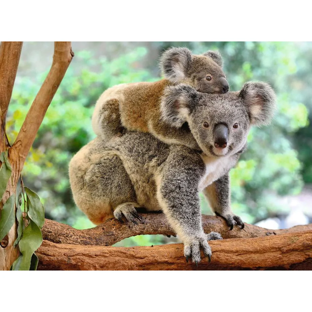 Koala Love - 200 XXL brikker - Image 2