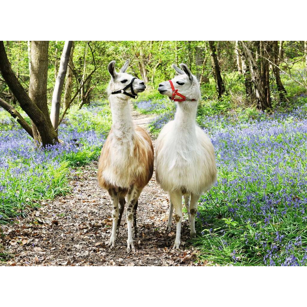 Llama Love - 100 XXL brikker - Image 2