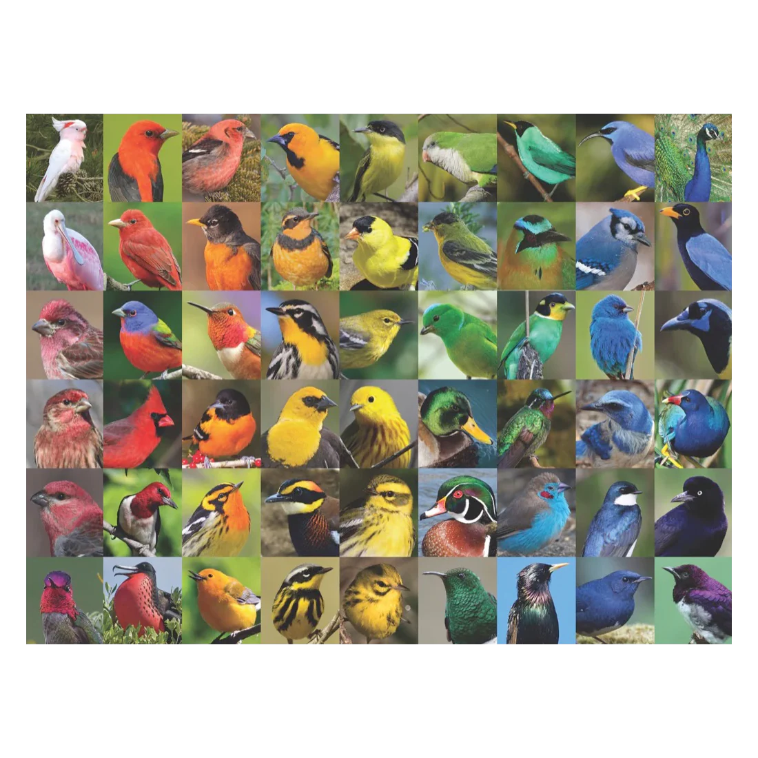 Rainbow of Birds - 1000 brikker - Image 2