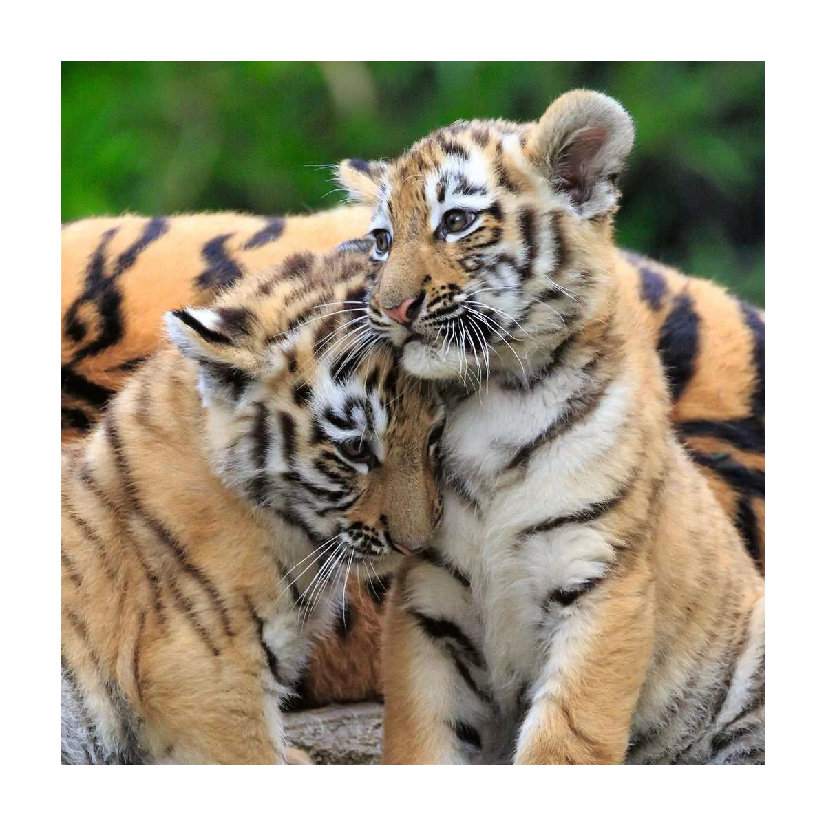 Panda, Lion and Tiger - 3x49 brikker - Image 4